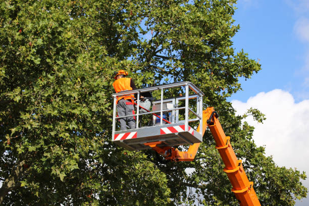 Best Storm Damage Tree Cleanup  in Wadley, GA